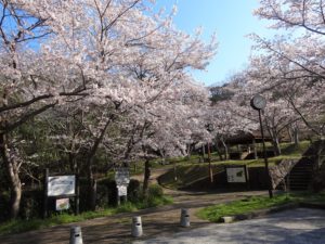 烏帽子形公園の桜が満開