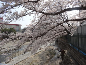 如来会館前の橋のたもとに咲く桜