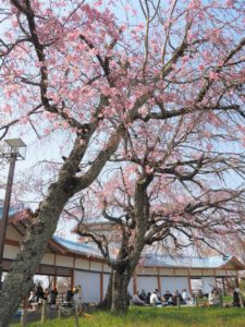 長野公園の枝垂れ桜