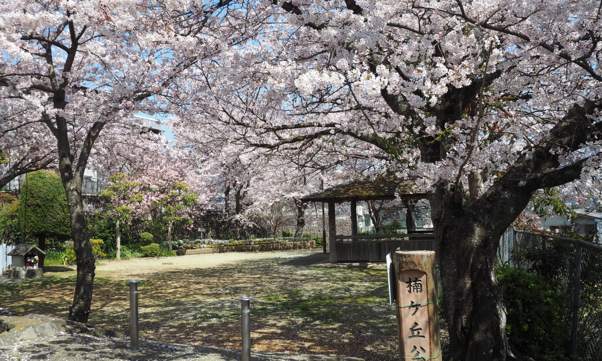 楠ケ丘公園の桜