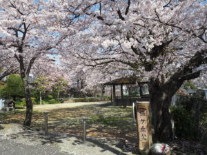 楠ケ丘公園の桜