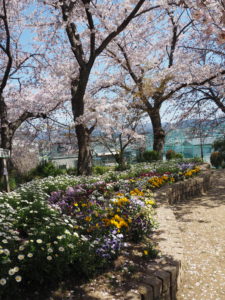 楠ケ丘公園は花いっぱい