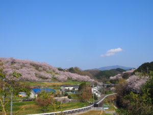 中片添第２公園から見る清見台の桜