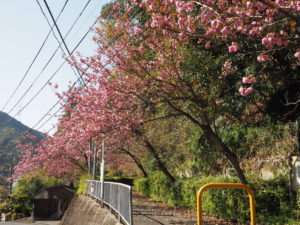 天見の八重桜